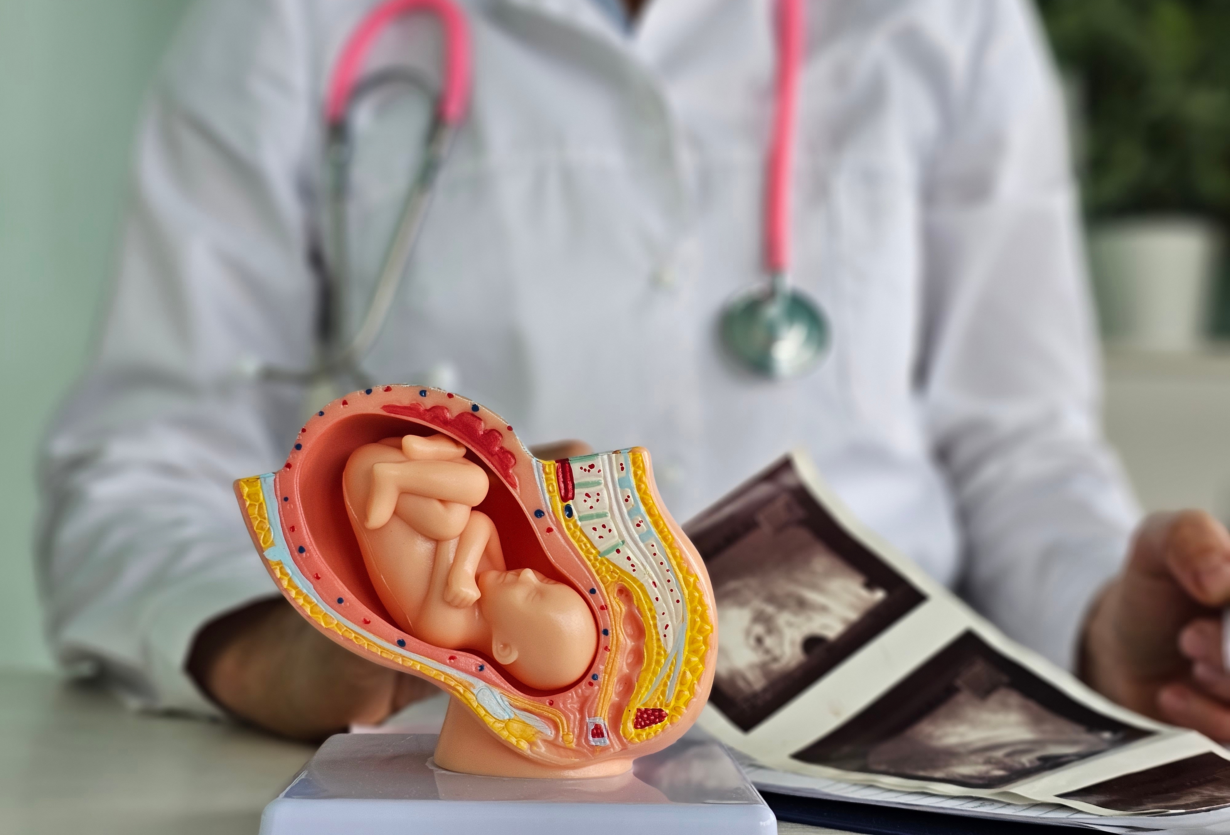 A,Healthcare,Provider,Is,Analyzing,A,Detailed,Fetal,Model,Alongside